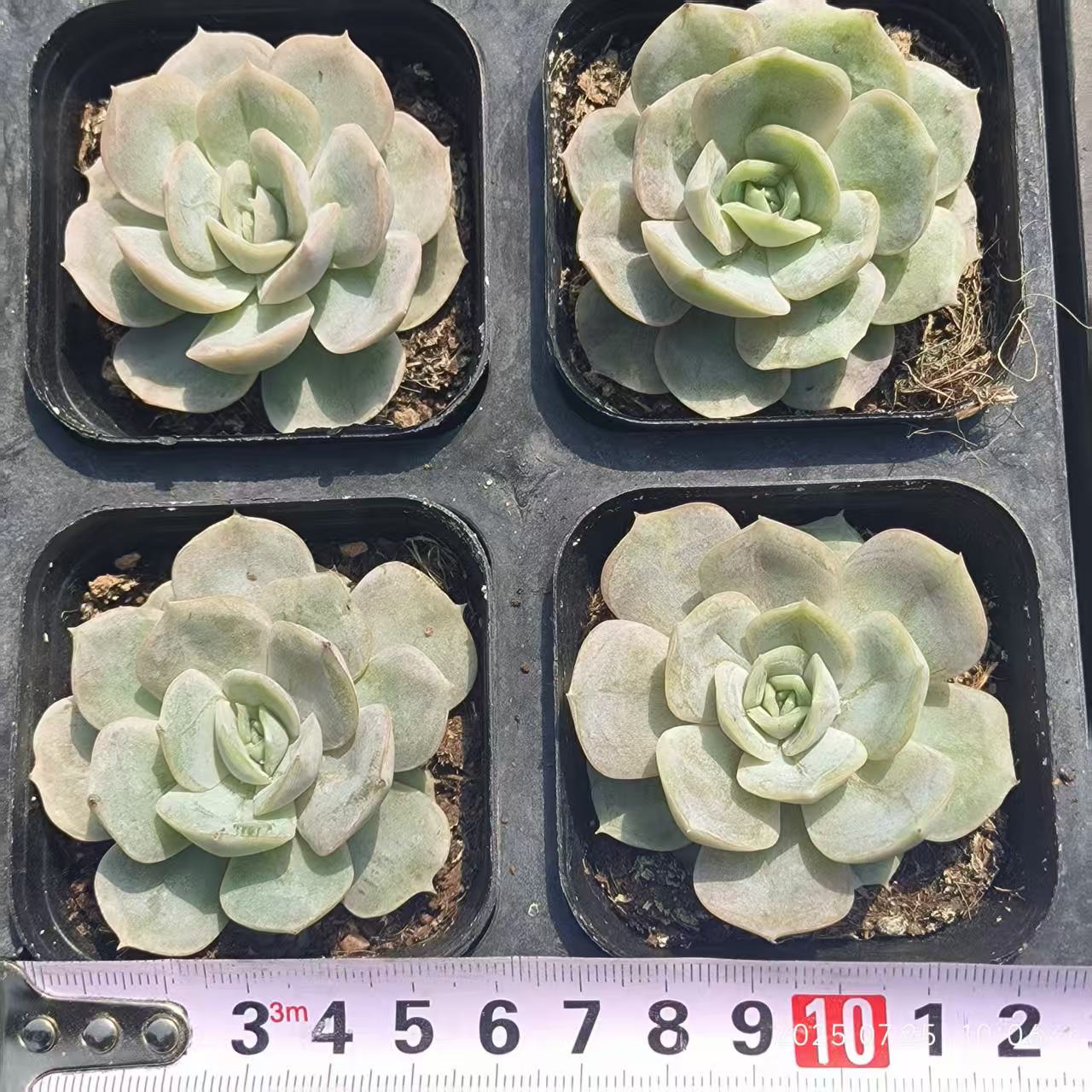 19757 Echeveria Blue Surprise (6.5cm pot size)