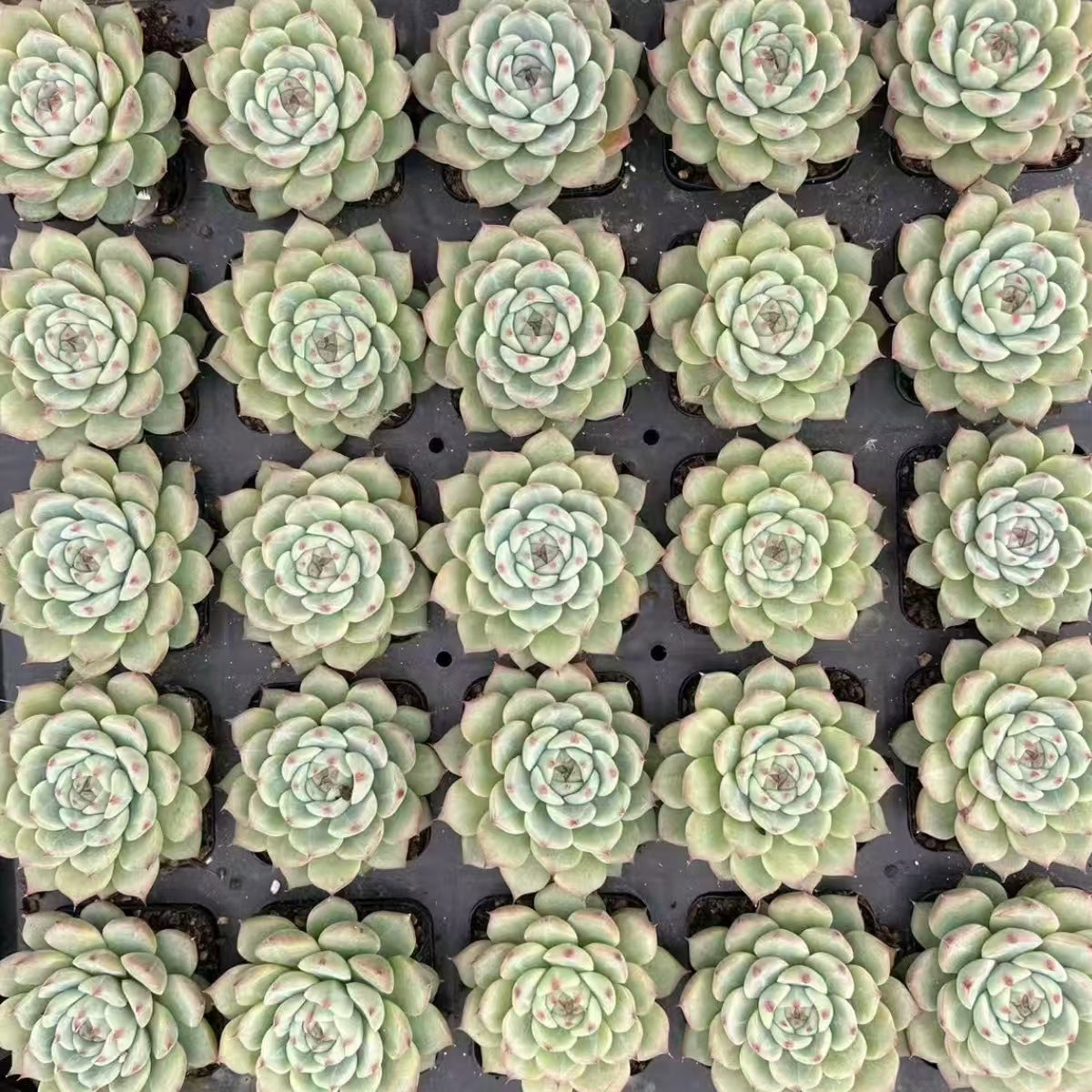 21470 Echeveria Pink Elf (7cm pot size)