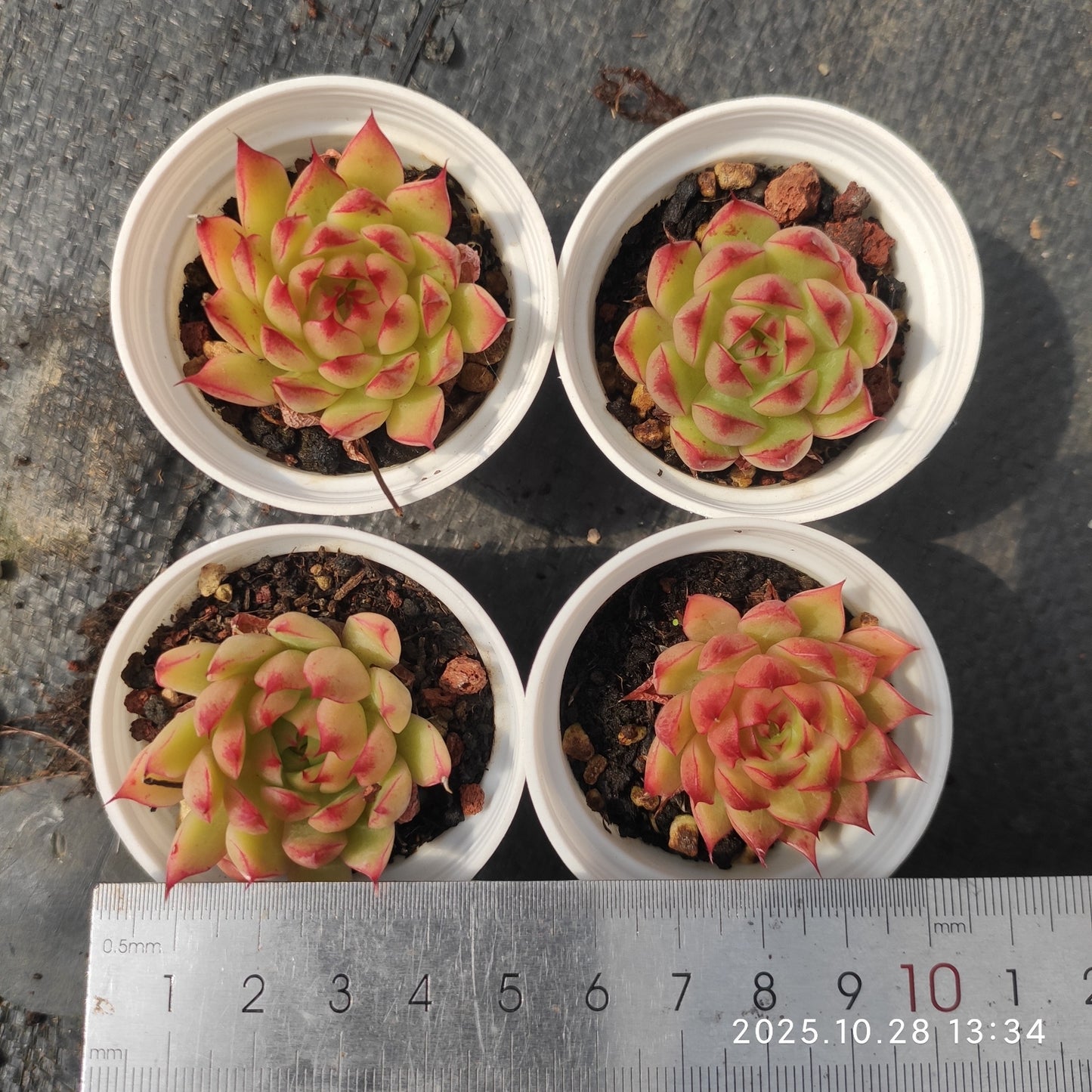 18396 Echeveria Red Eyelash (7cm pot size)
