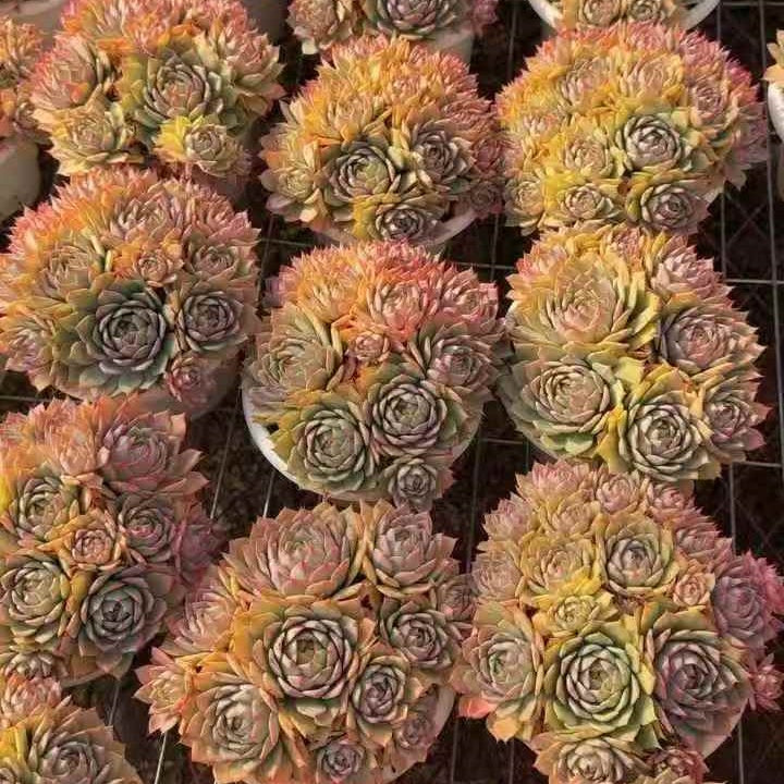 24584 Echeveria Lyndsiana (14cm pot size)