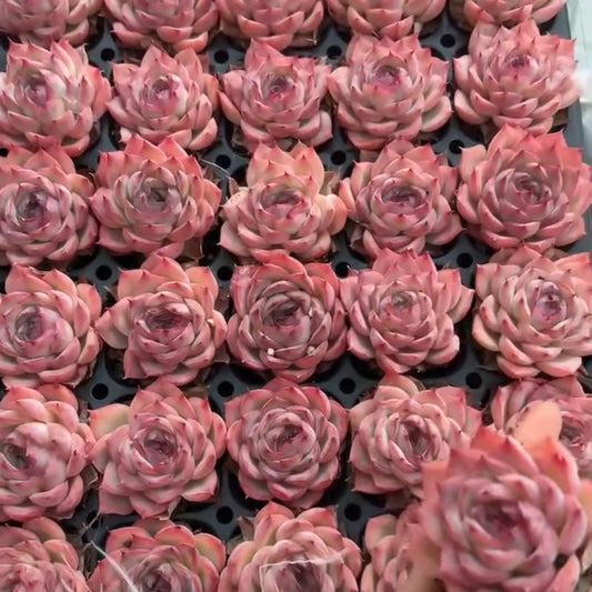 25306 Echeveria Silhouette (5cm pot size)