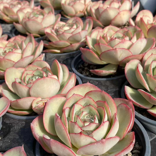 3278 Echeveria Modan Jeong (9cm pot size)