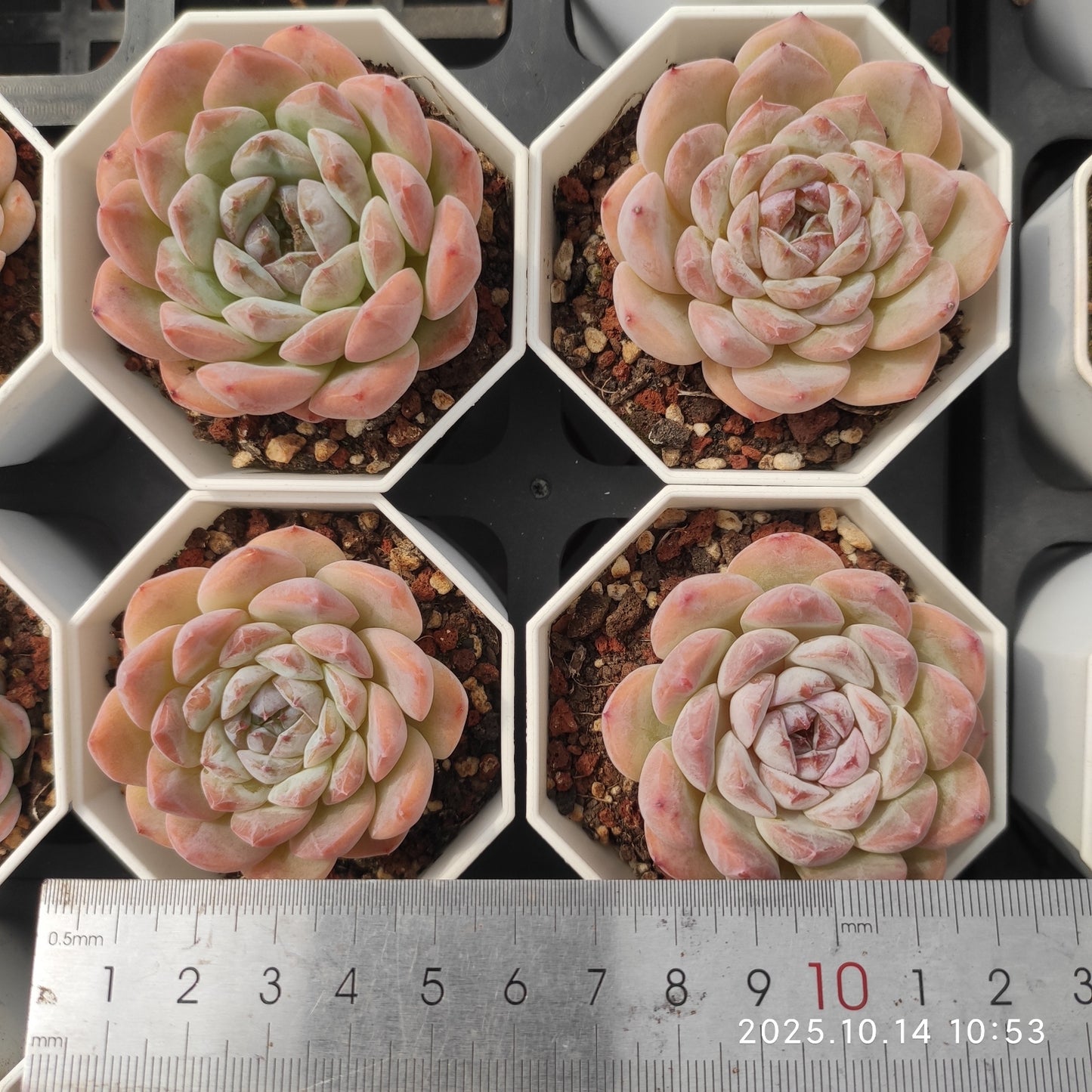 WWA304 Echeveria Orange Monroe  Hyb(7cm pot size)