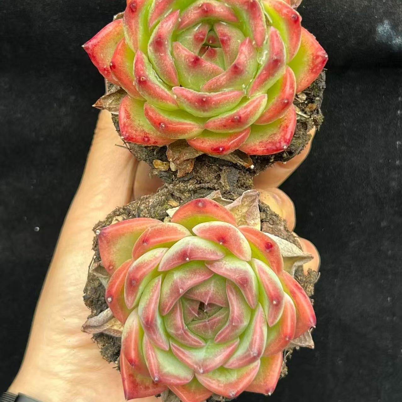 21354 Echeveria Kaisa (9cm pot size)