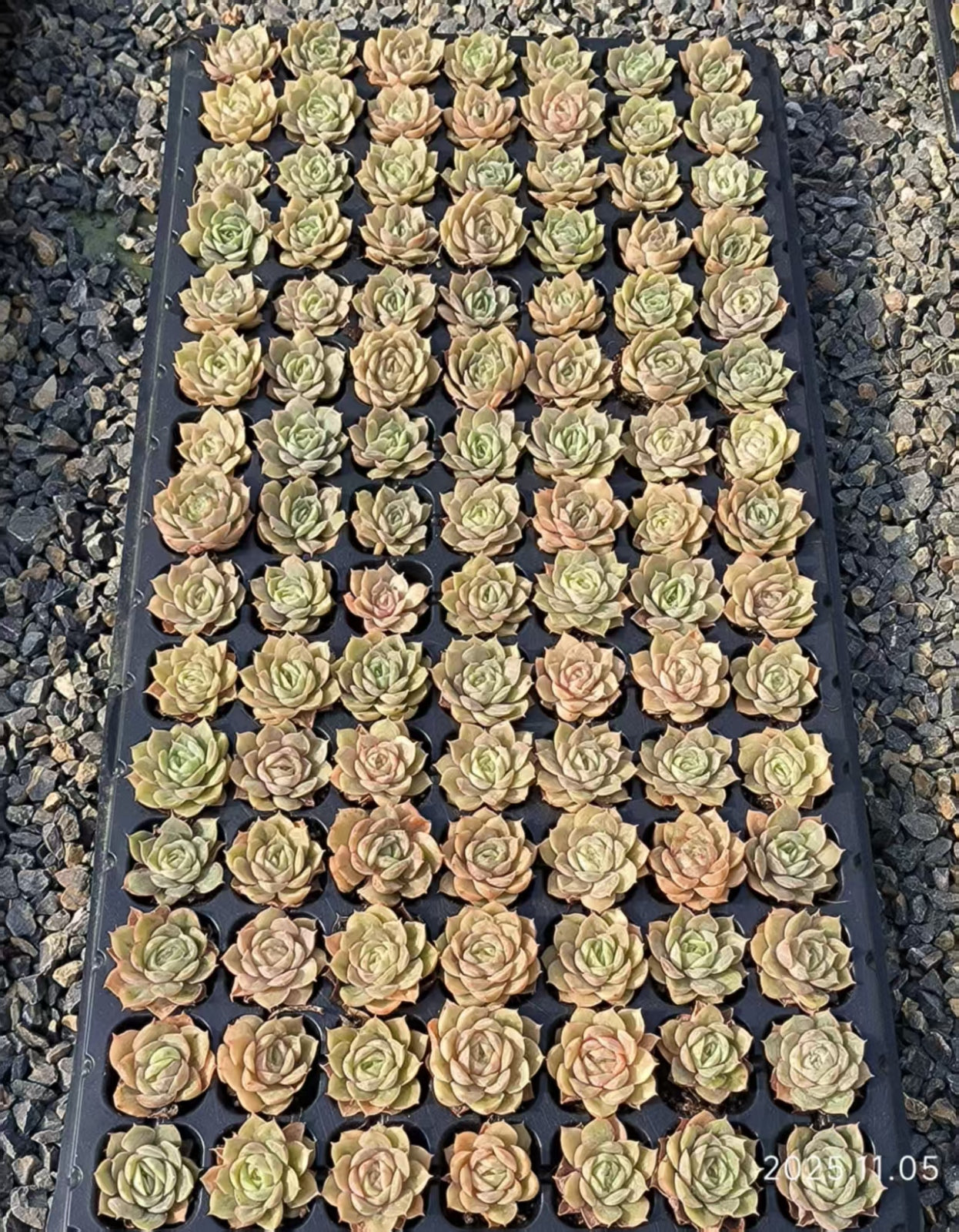 22033 Echeveria Onslow (3cm pot size)