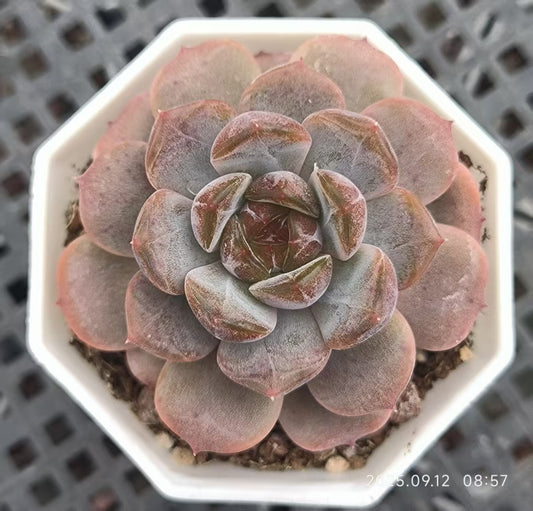 RDD326 Echeveria Red Lover(6.5cm pot size)