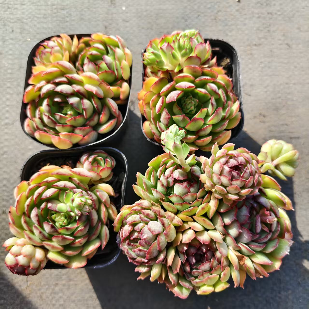 T26514 Echeveria Red Bud (6.5cm pot size)