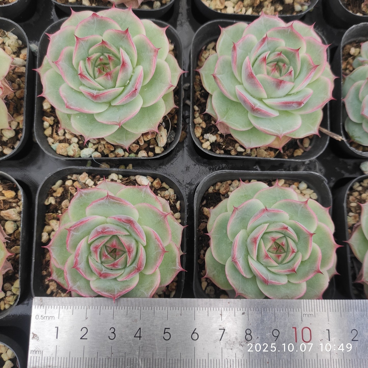 20350 Echeveria Lotus Hyb (7cm pot size)