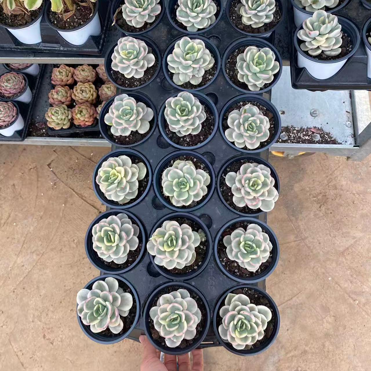 21945 Echeveria Friendship Variegated (9cm pot size)