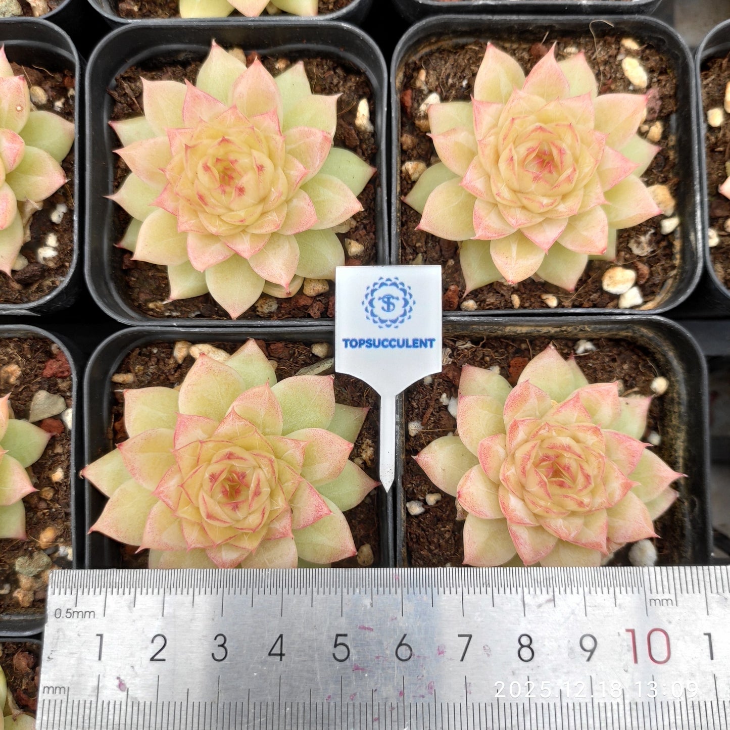 16198 Echeveria Emerald (5.5cm pot size)