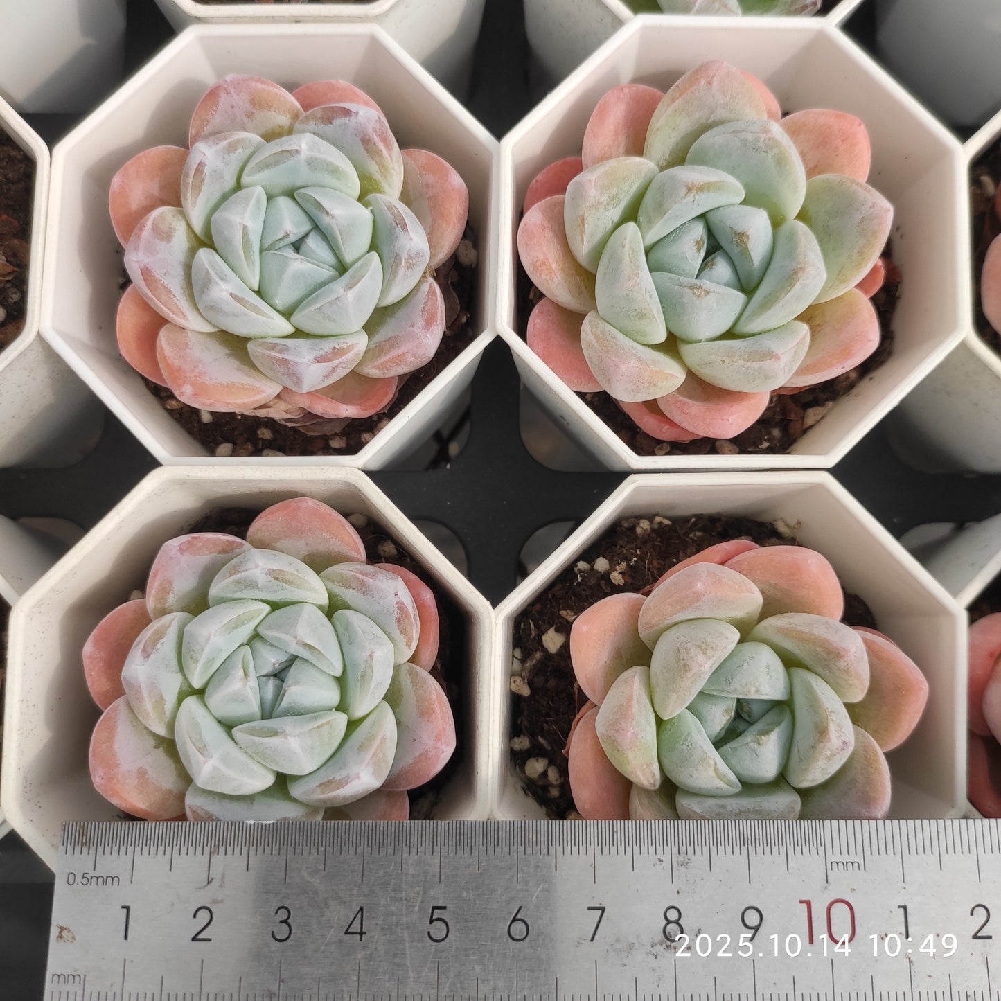 20461 Echeveria Ice Green Hyb (7cm pot size)