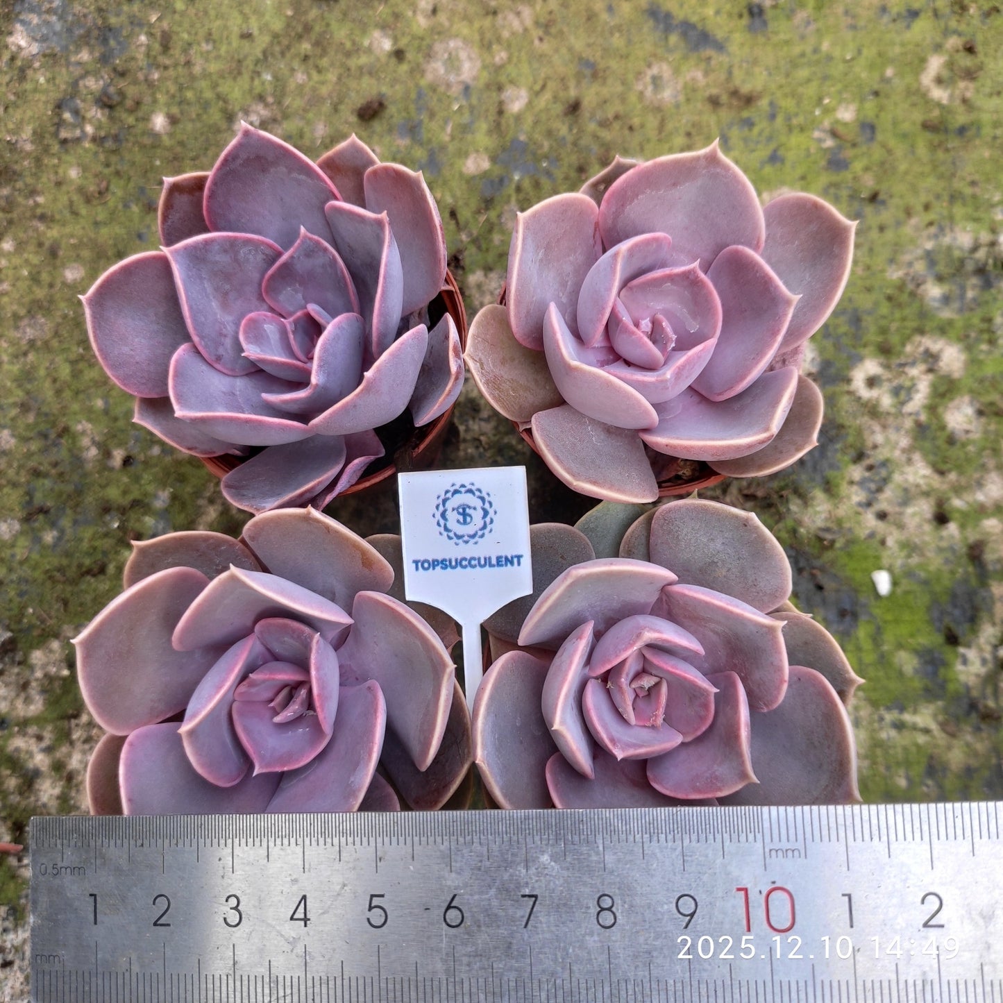 23341 Echeveria Perle von Nurnberg (5.5cm pot size)