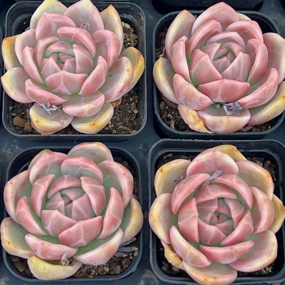QNY135 Echeveria Champagne Variegated(6cm pot size)