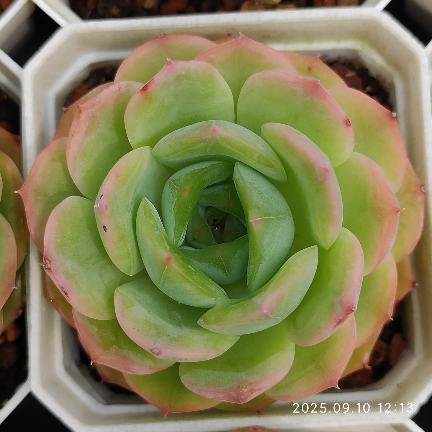 HG087 Echeveria Amazing Grace x Suaveolens(7cm pot size)