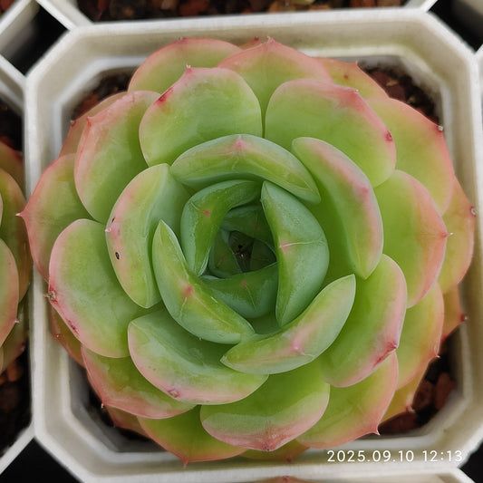 HG087 Echeveria Amazing Grace x Suaveolens(7cm pot size)