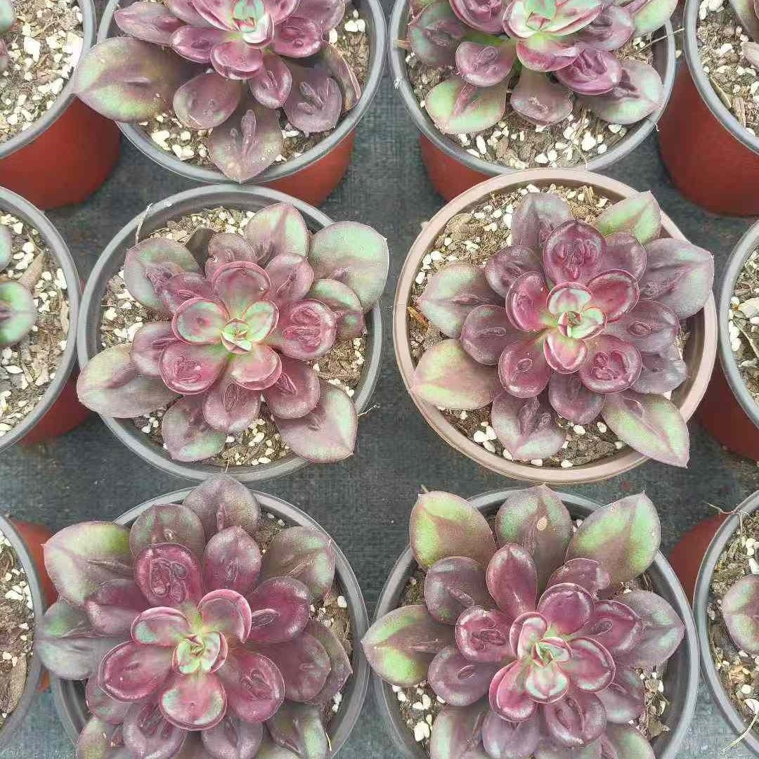 25051 Echeveria Nodulosa (9cm pot size)
