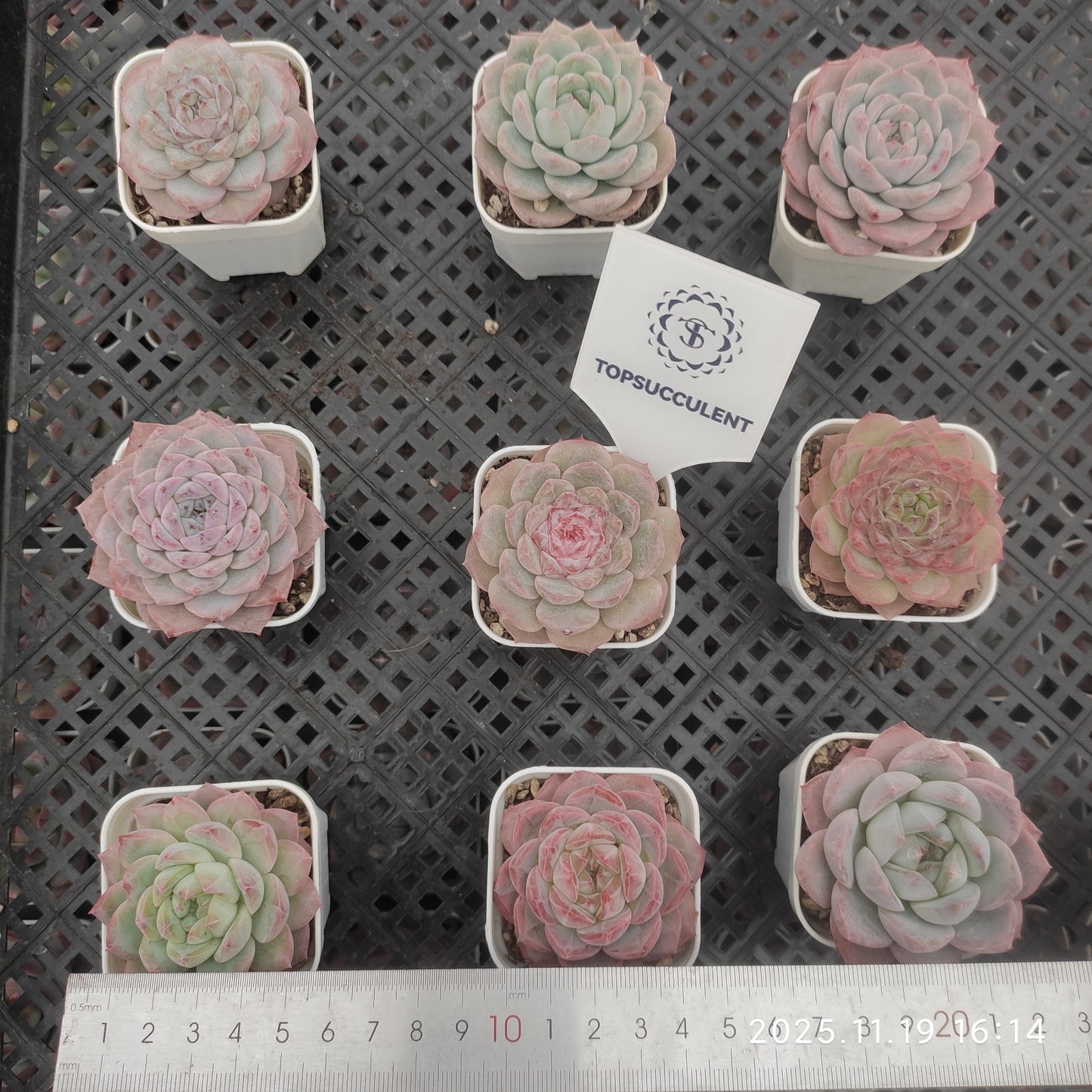 22737 Echeveria Tipsy (5.5cm pot size)