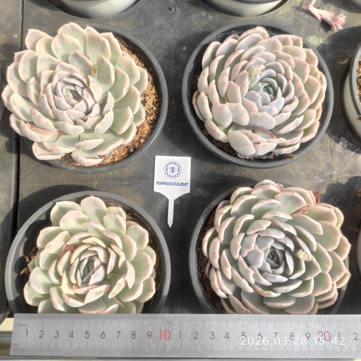 22320 Echeveria Snow Ball Variegated (9cm pot size)