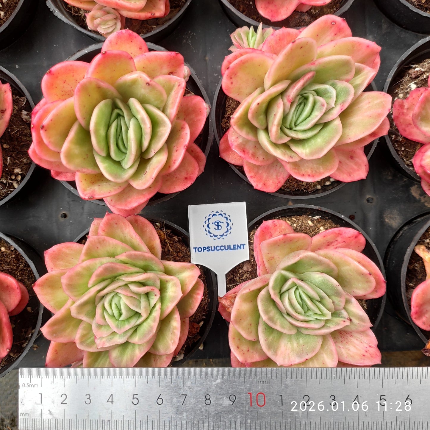18923 Echeveria Ice Rose (9cm pot size)