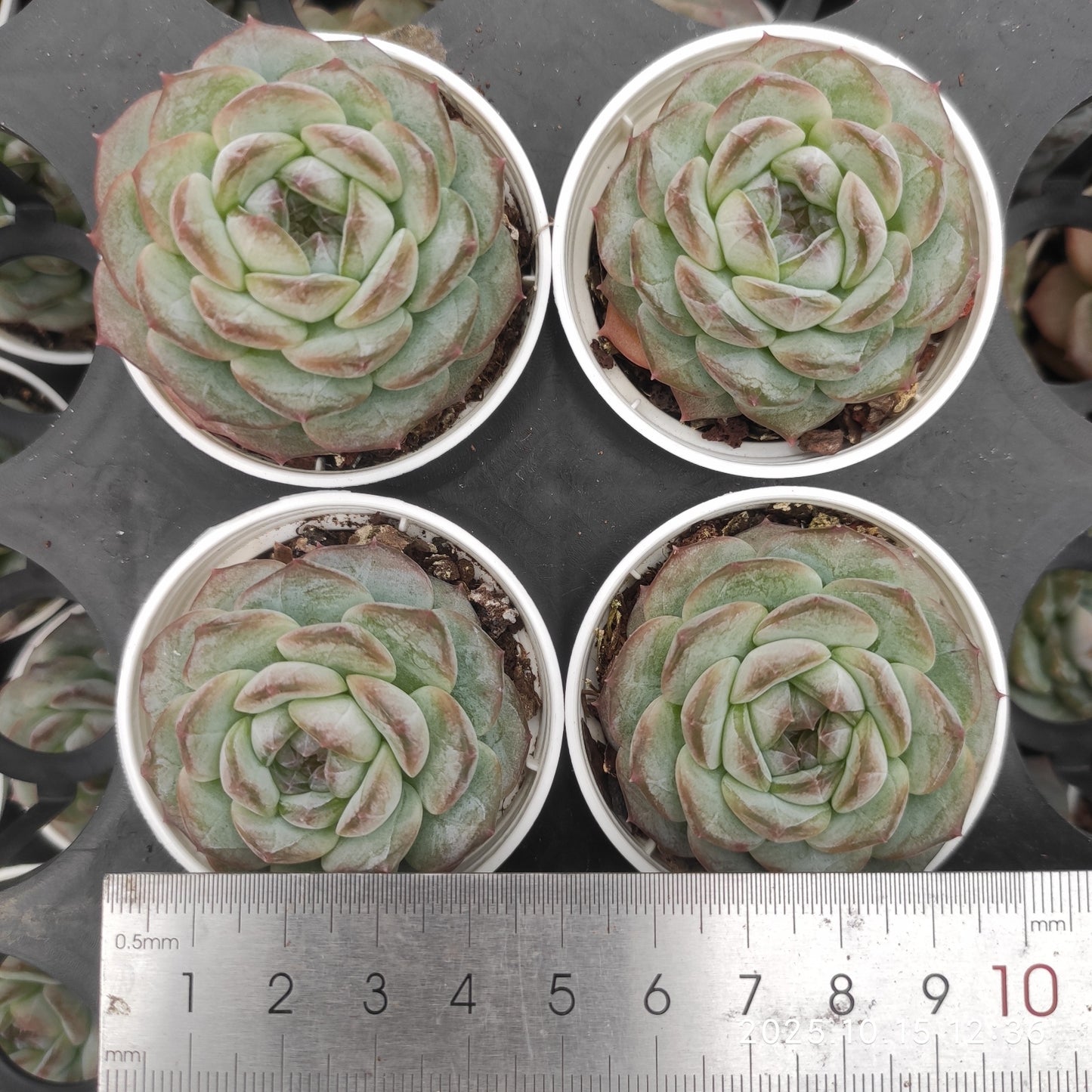 21462 Echeveria Ice Spirit Hyb (5.5cm pot size)