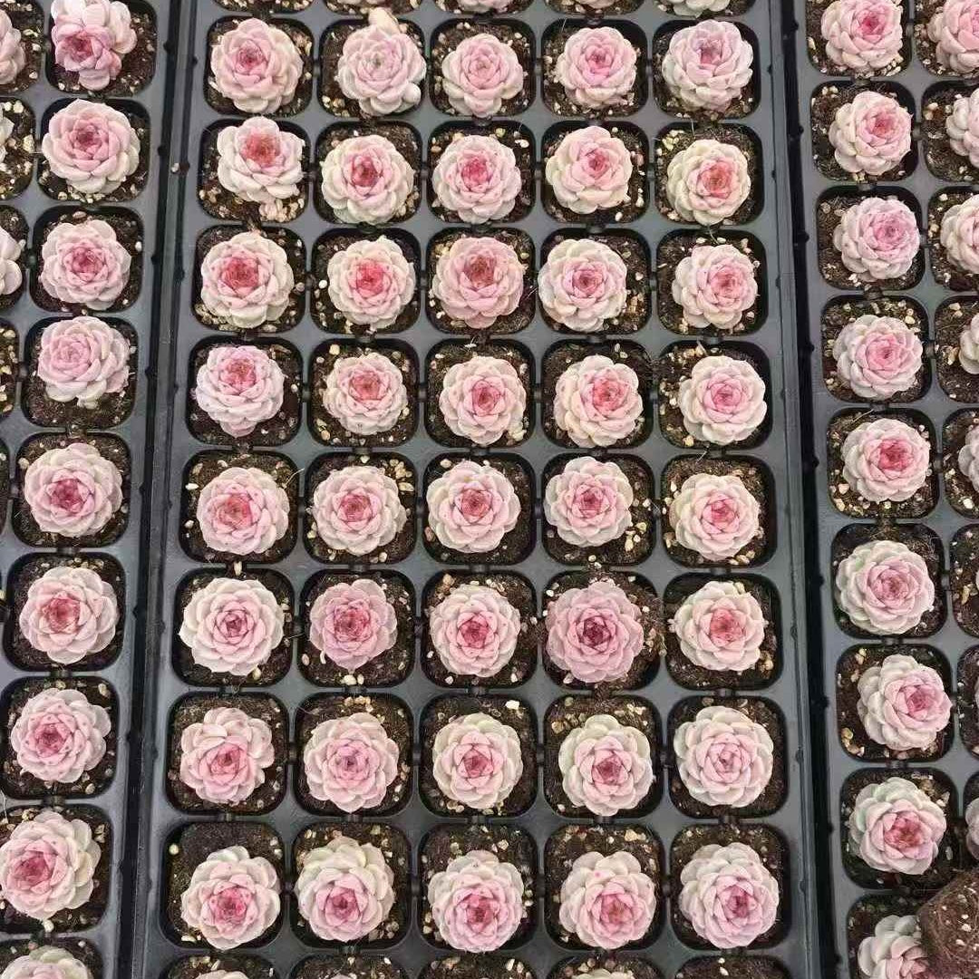 24591 Echeveria Red Velvet (5cm pot size)