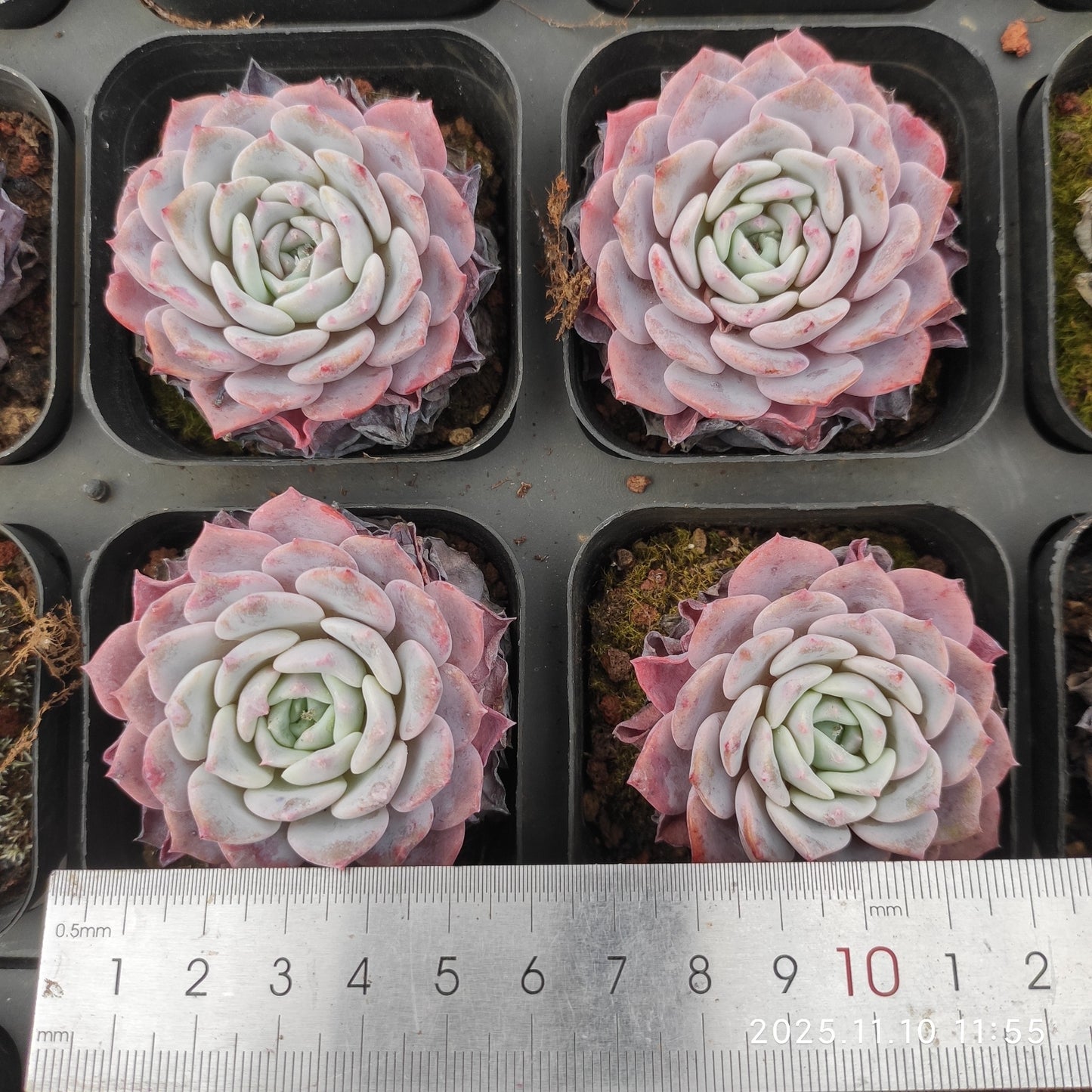 80550 Echeveria Lafite (6.5cm pot size)