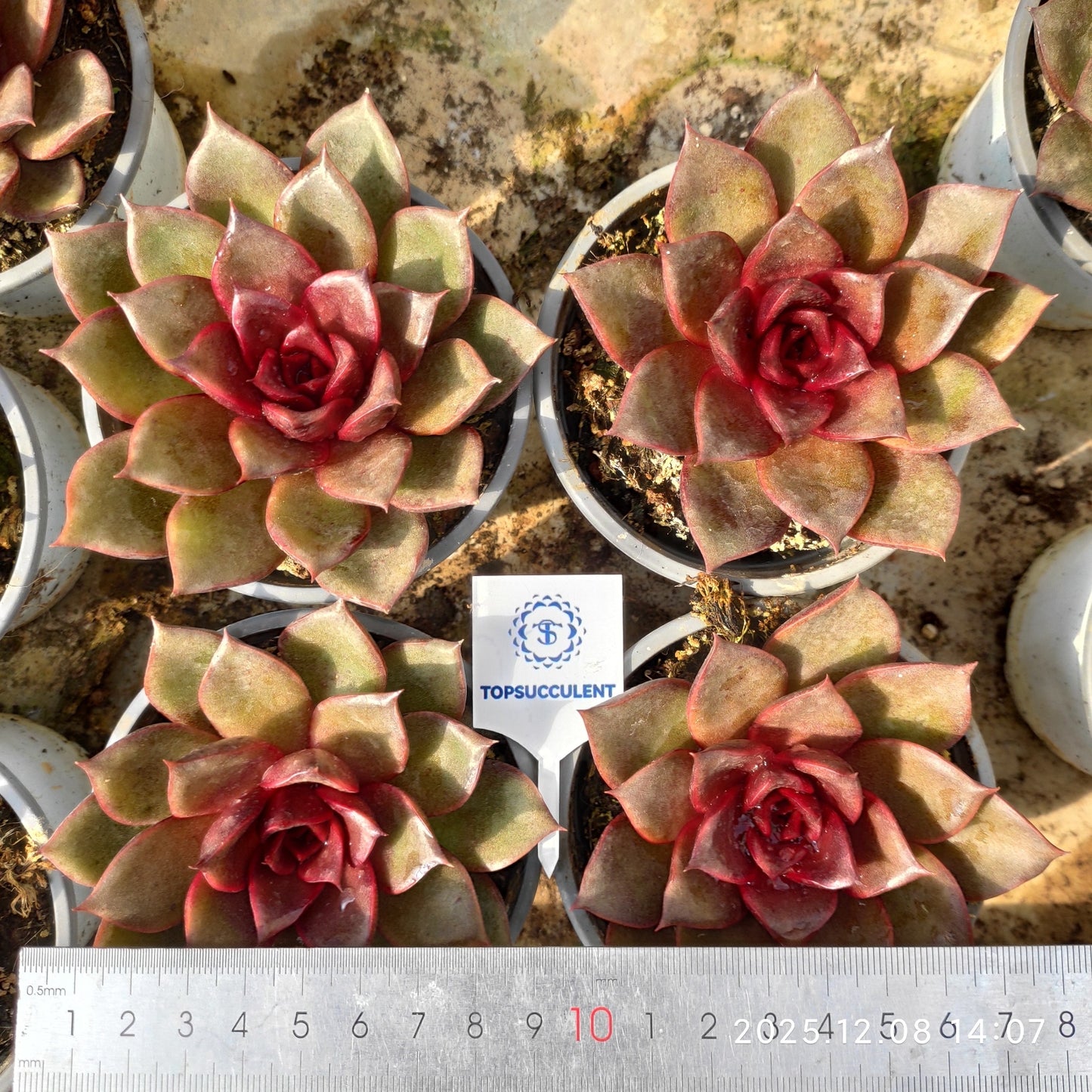 21958 Echeveria Red Rose (9cm pot size)