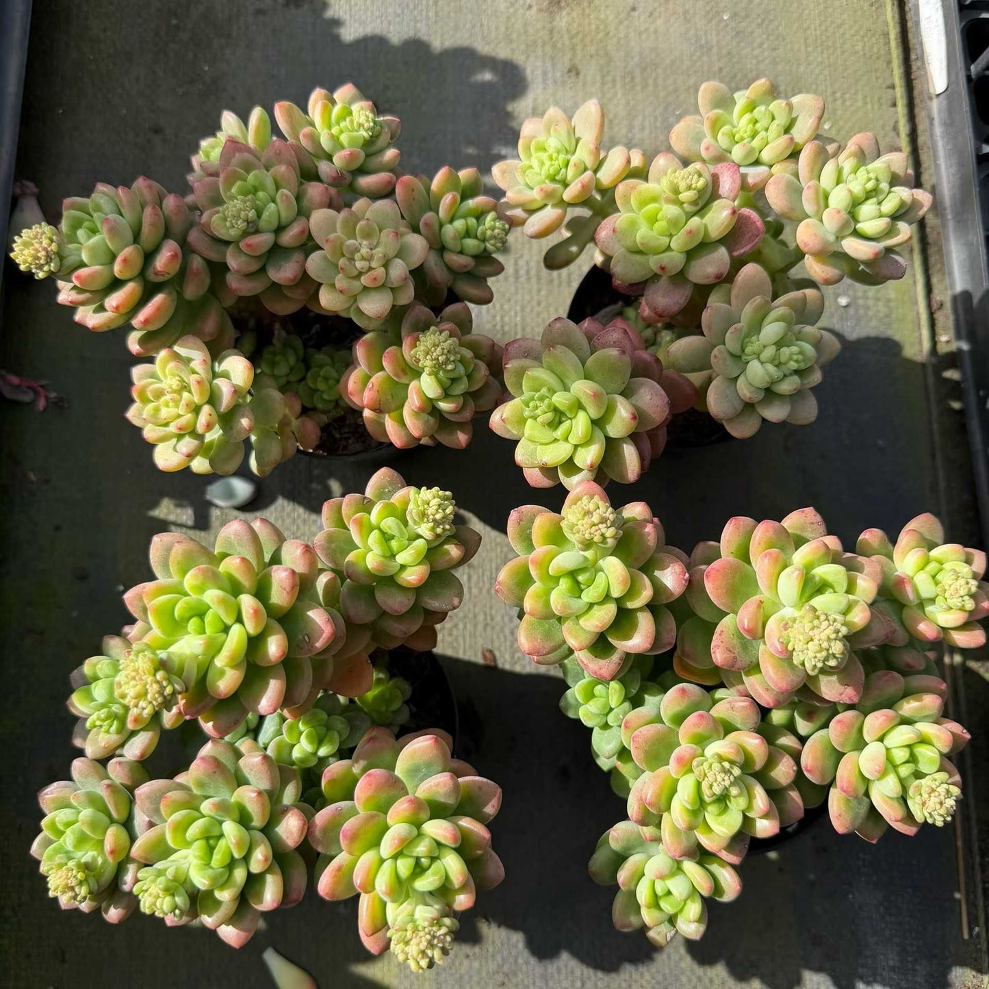 360368 Echeveria Shangri-La (9cm pot size)