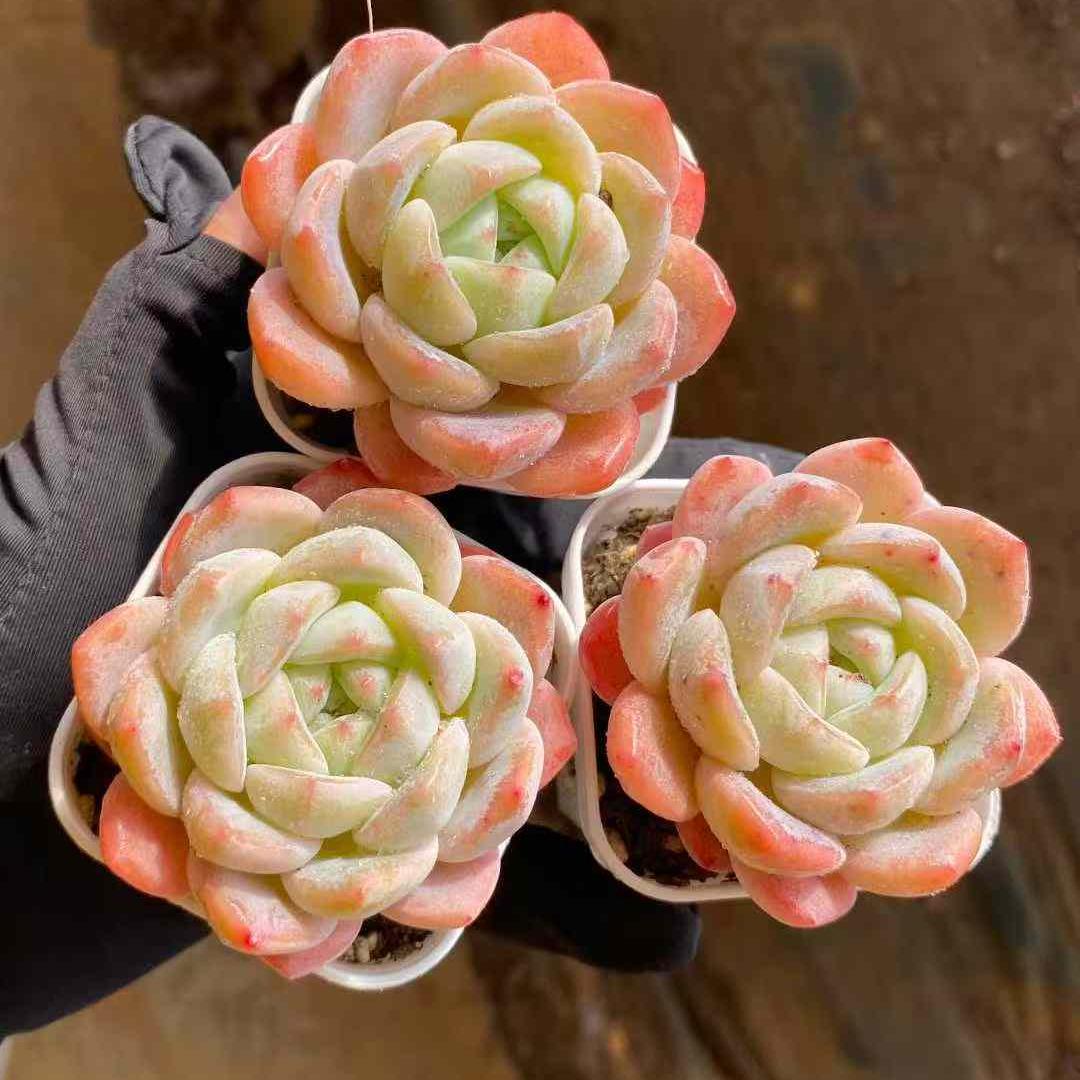 360018 Echeveria Day Dream (5.5cm pot size)