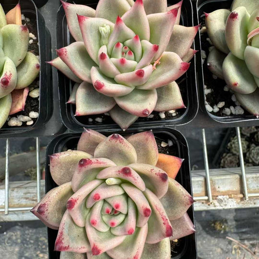 360376 Echeveria Pink Honey (7cm pot size)