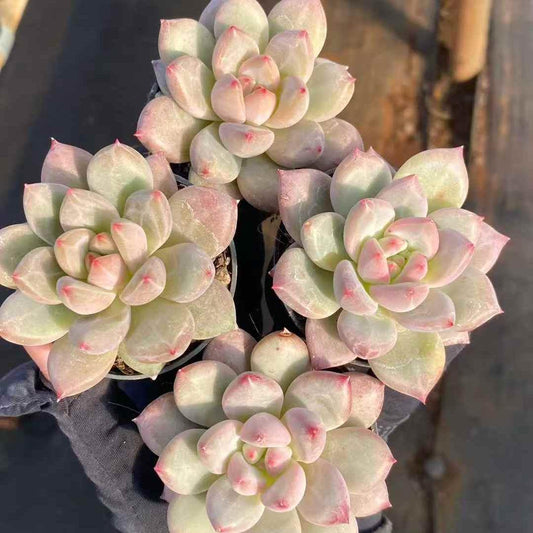 24928 Echeveria Shanks (7cm pot size)