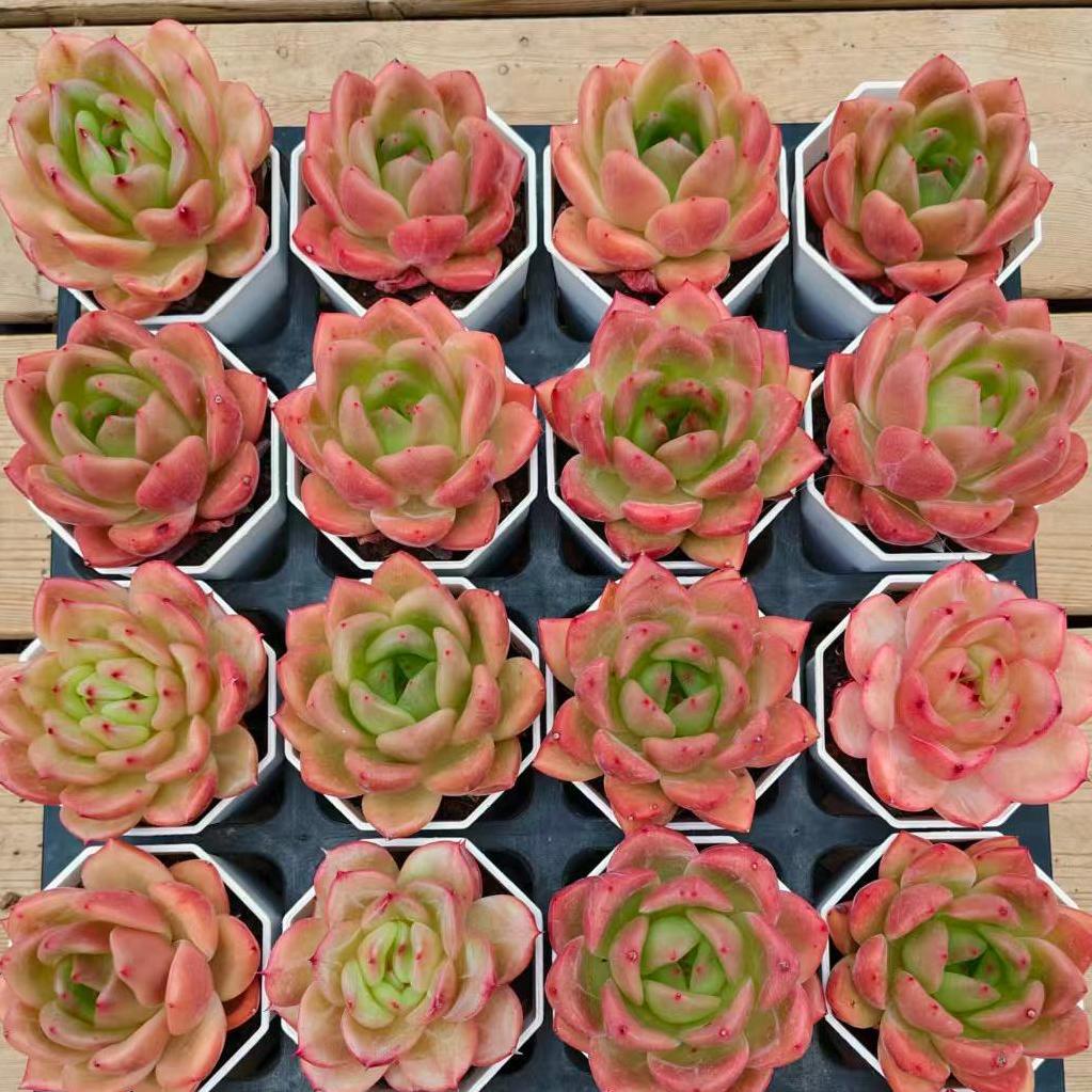 YBB291 Echeveria Blue Dragon Hyb(7cm pot size)