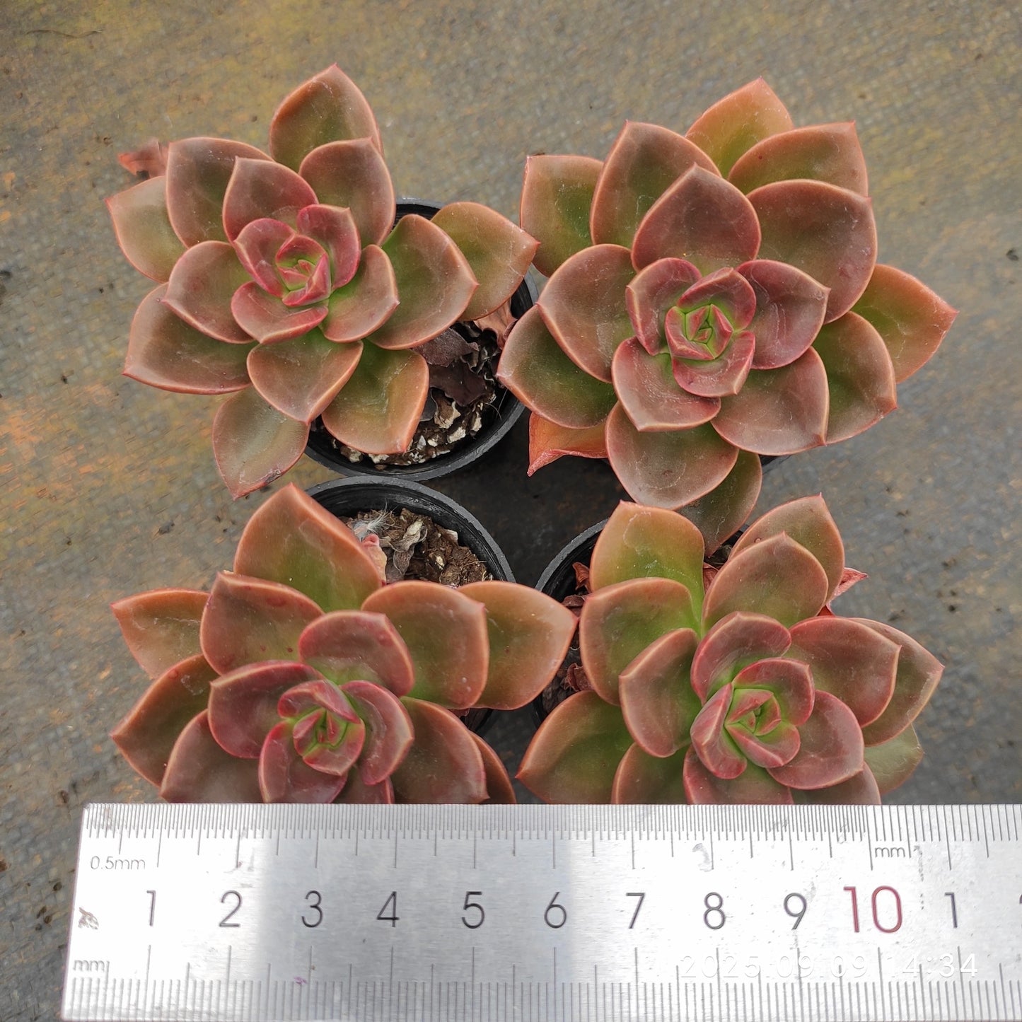 MMT506 Echeveria Chocolate(5.5cm pot size)