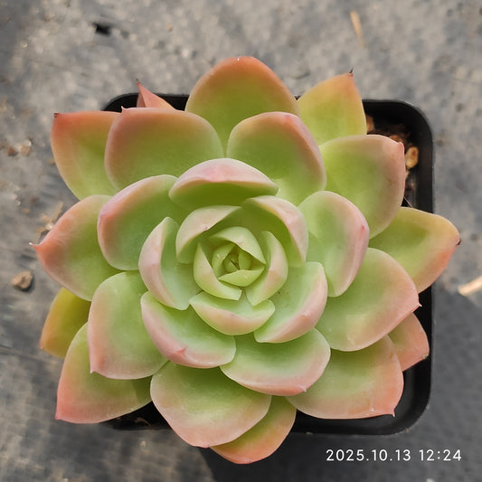 QN842 Echeveria Silk Veil(7cm pot size)