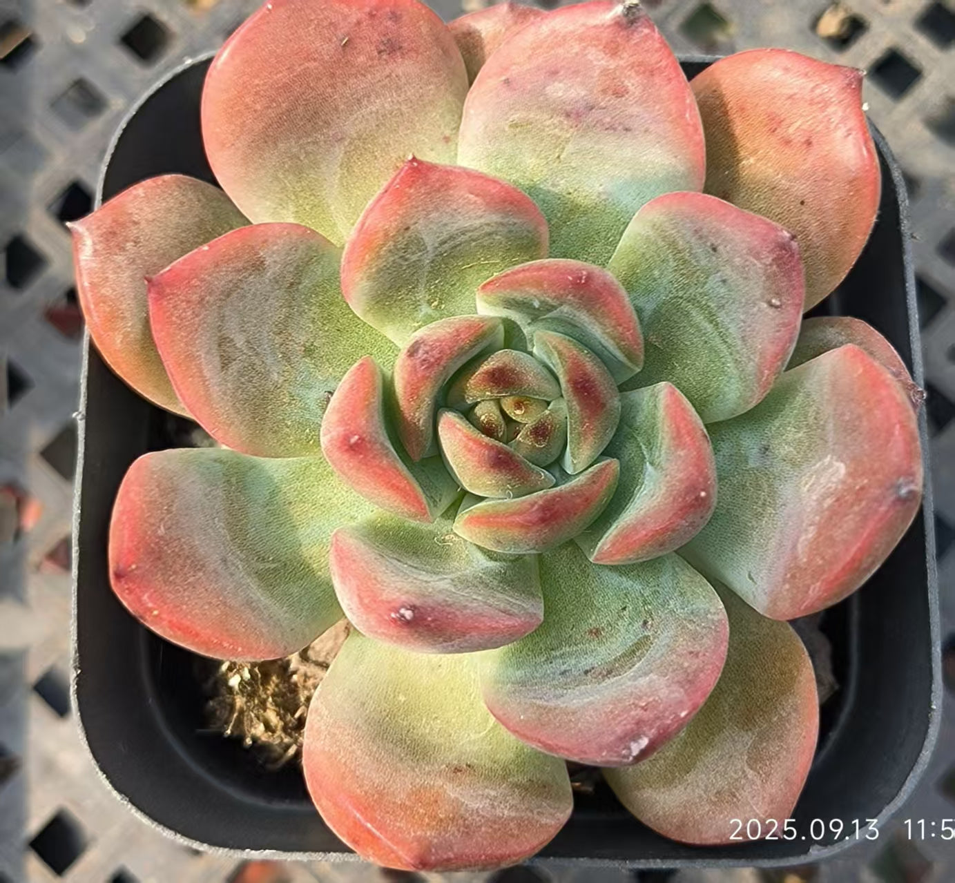 GR395 Echeveria Madonna(6.5cm pot size)