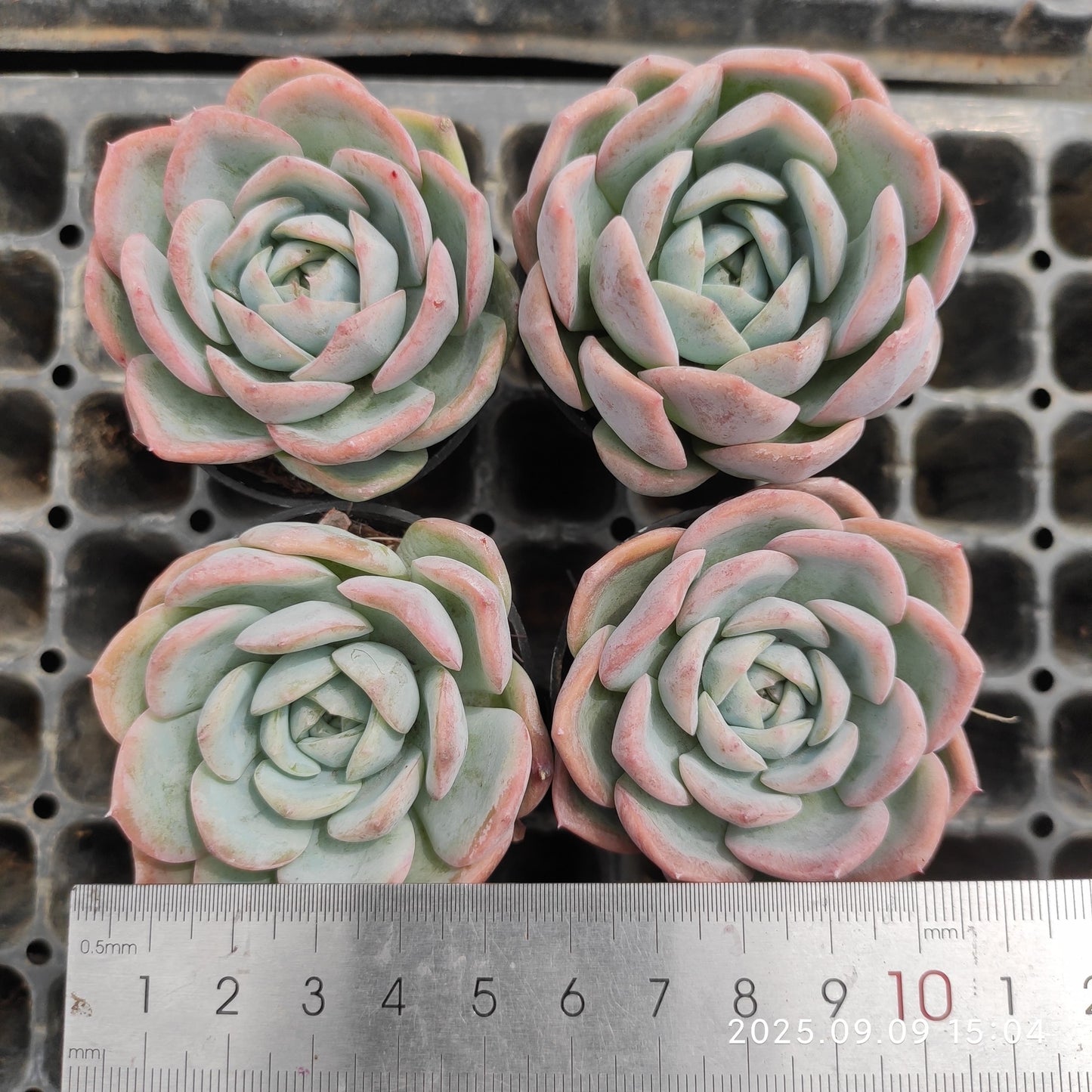 MMT884 Echeveria Snow Woman(7cm pot size)