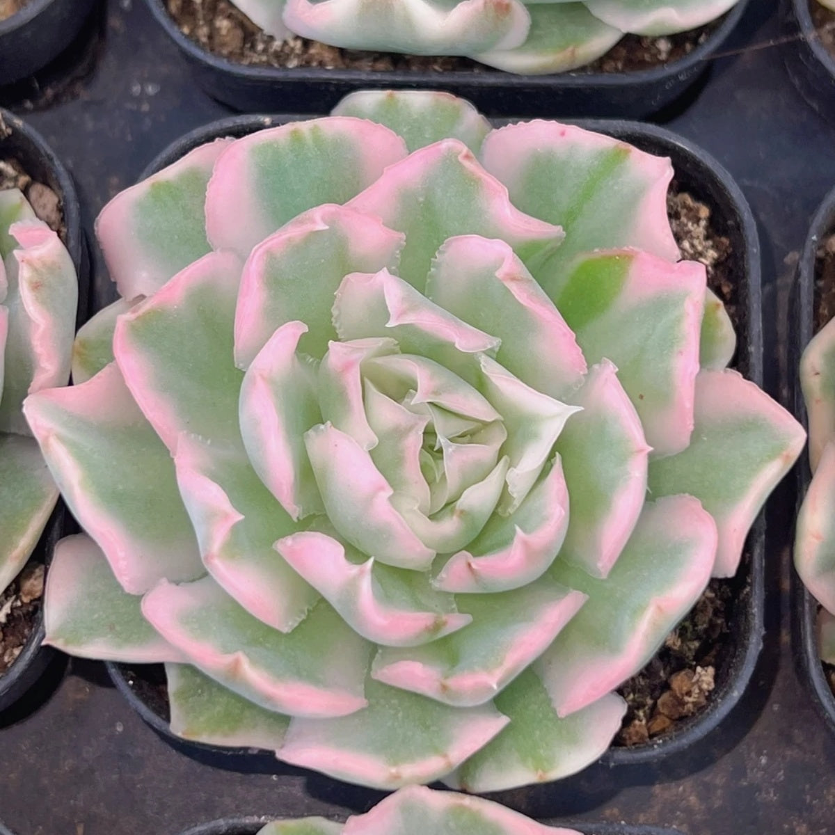 QNY136 Echeveria Purple Butterfly Variegated(6cm pot size)