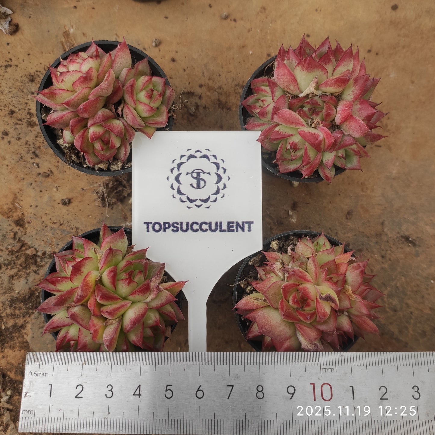 20875 Echeveria Dream Queen (5.5cm pot size)