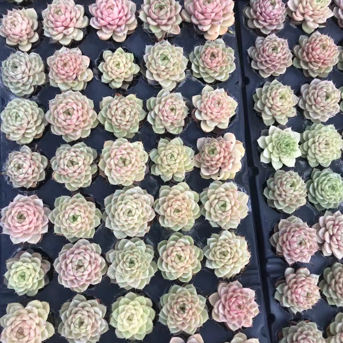 23896 Echeveria Benbadis (5cm pot size)