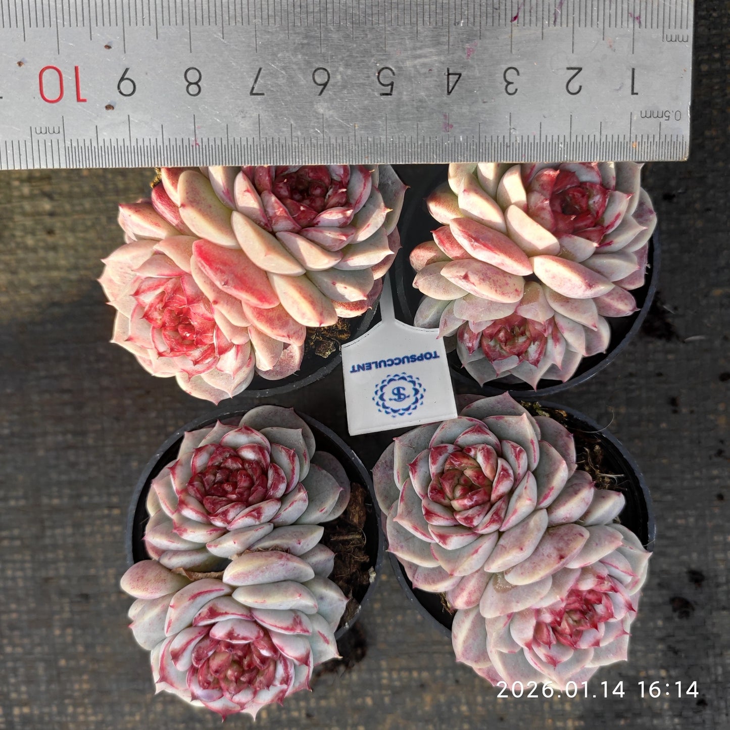 T1305 Echeveria Red Velvet (5.5cm pot size)