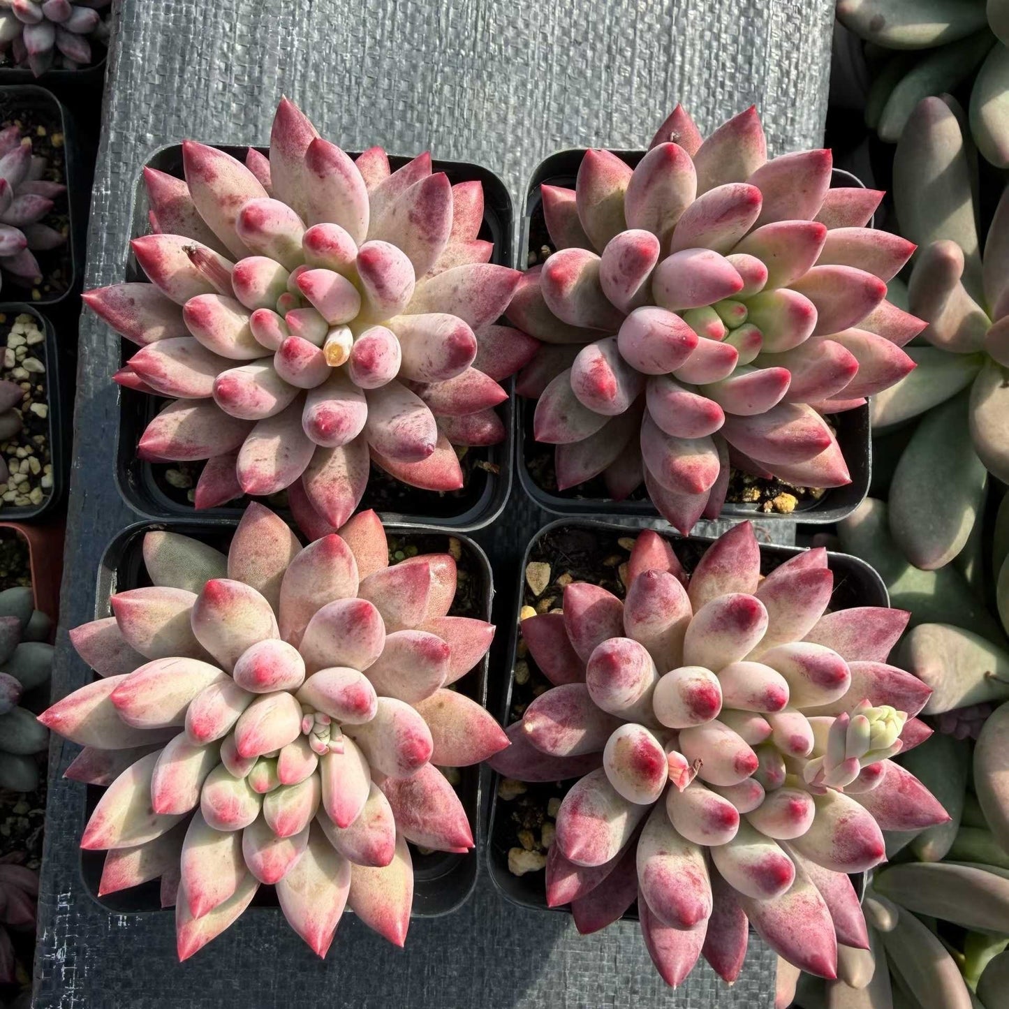 24940 Echeveria Corn Poppy (7cm pot size)