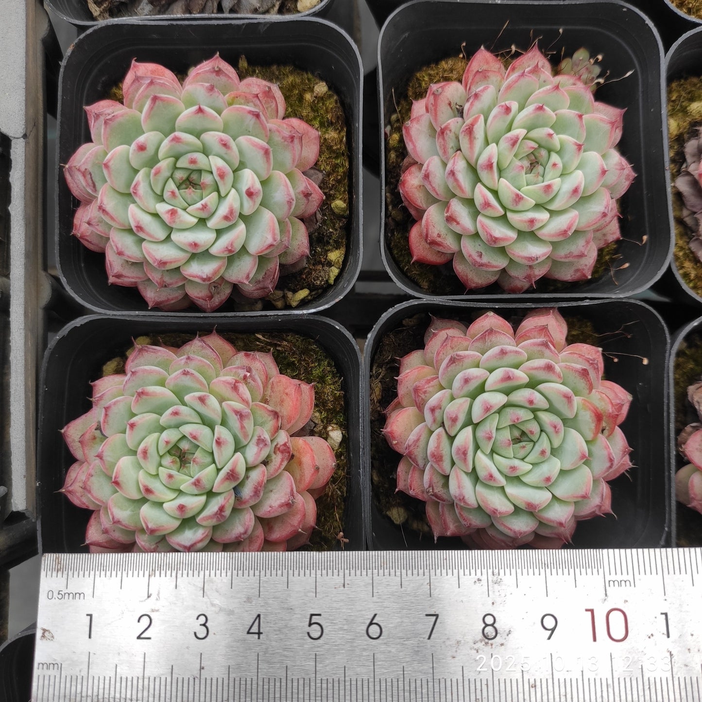 QN703 Echeveria Blue Minima(6.5cm pot size)
