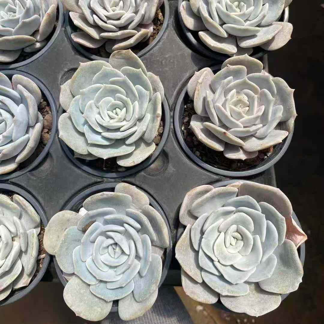 11211 Echeveria Noisy Frost (9cm pot size)