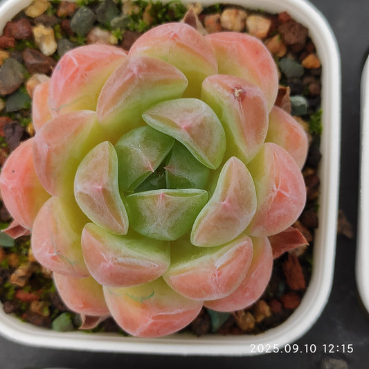 HG089 Echeveria Amazing Grace x Cold Bouquet(7cm pot size)