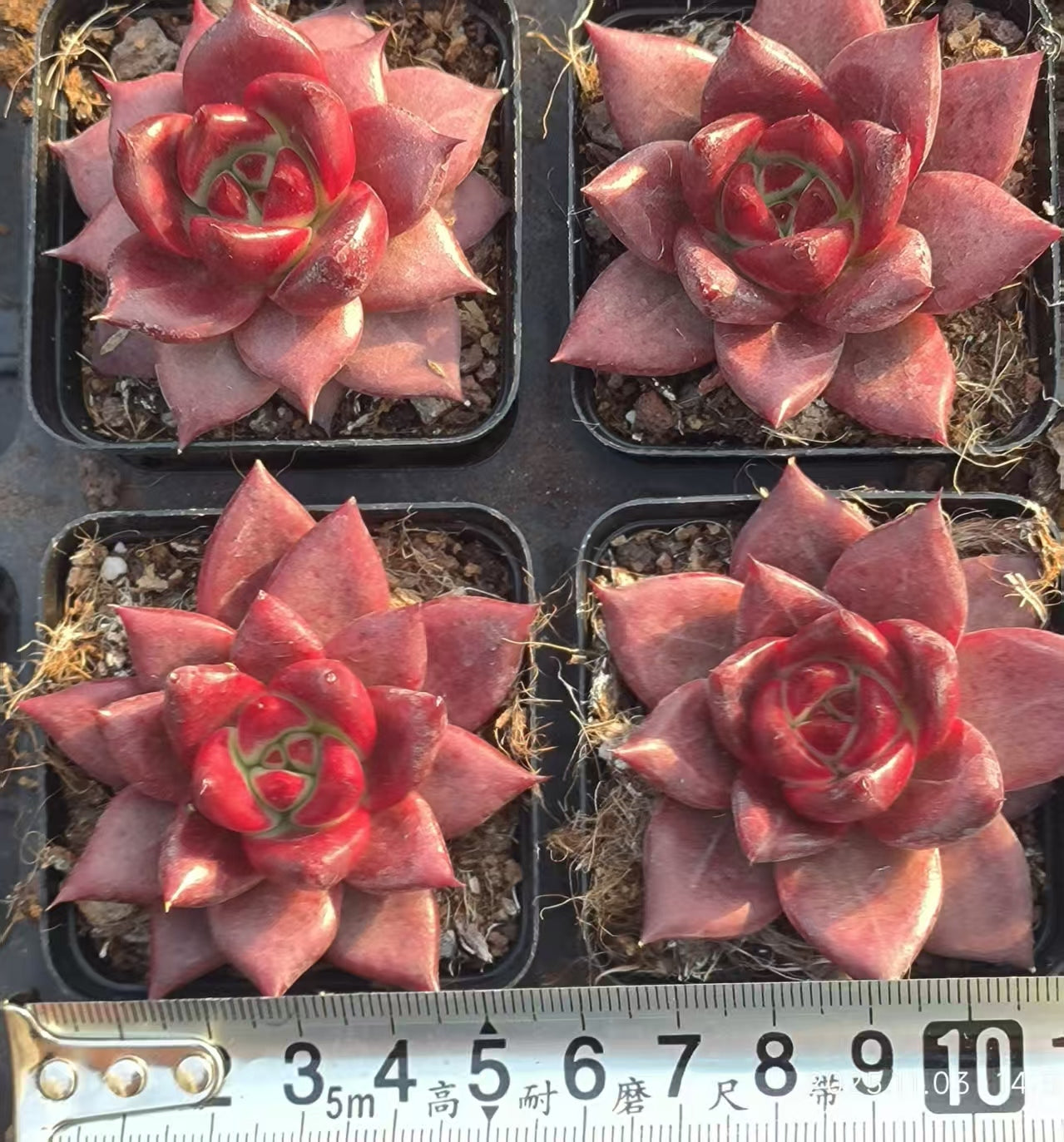 T0398 Echeveria Aquarias (6cm pot size)