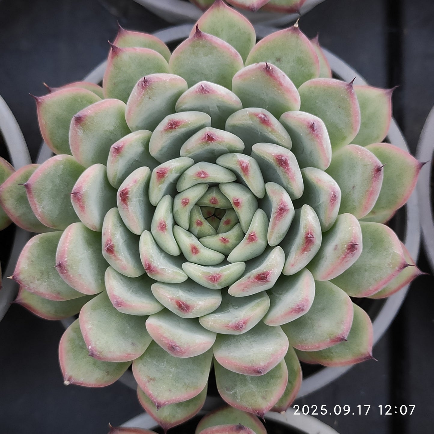 NGN687 Echeveria Starlight Jenny(9cm pot size)
