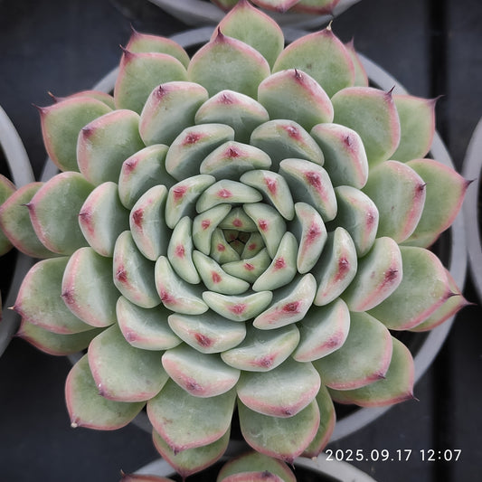 NGN687 Echeveria Starlight Jenny(9cm pot size)