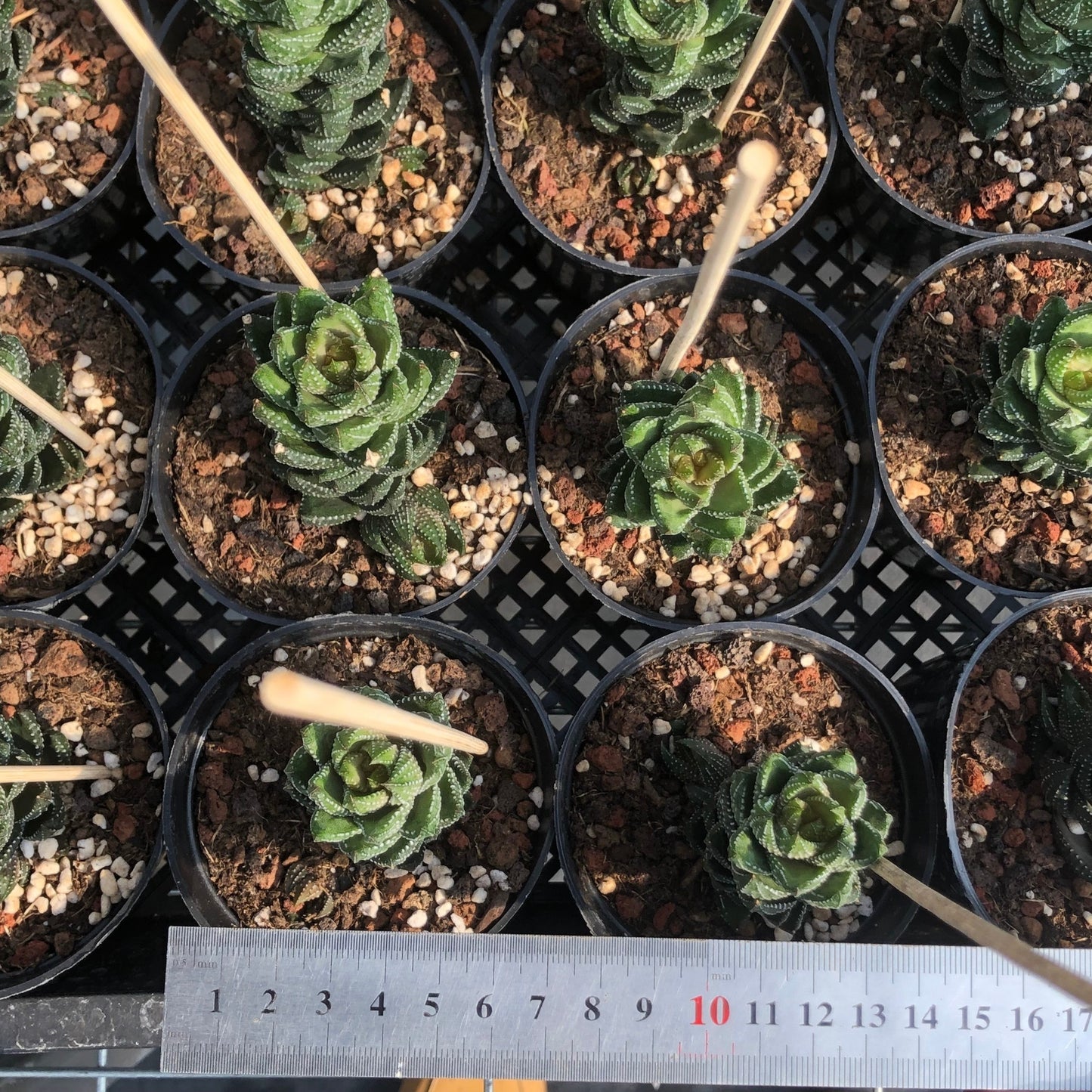20883 Haworthia Coarctata var. Chalwinii (7cm pot size)