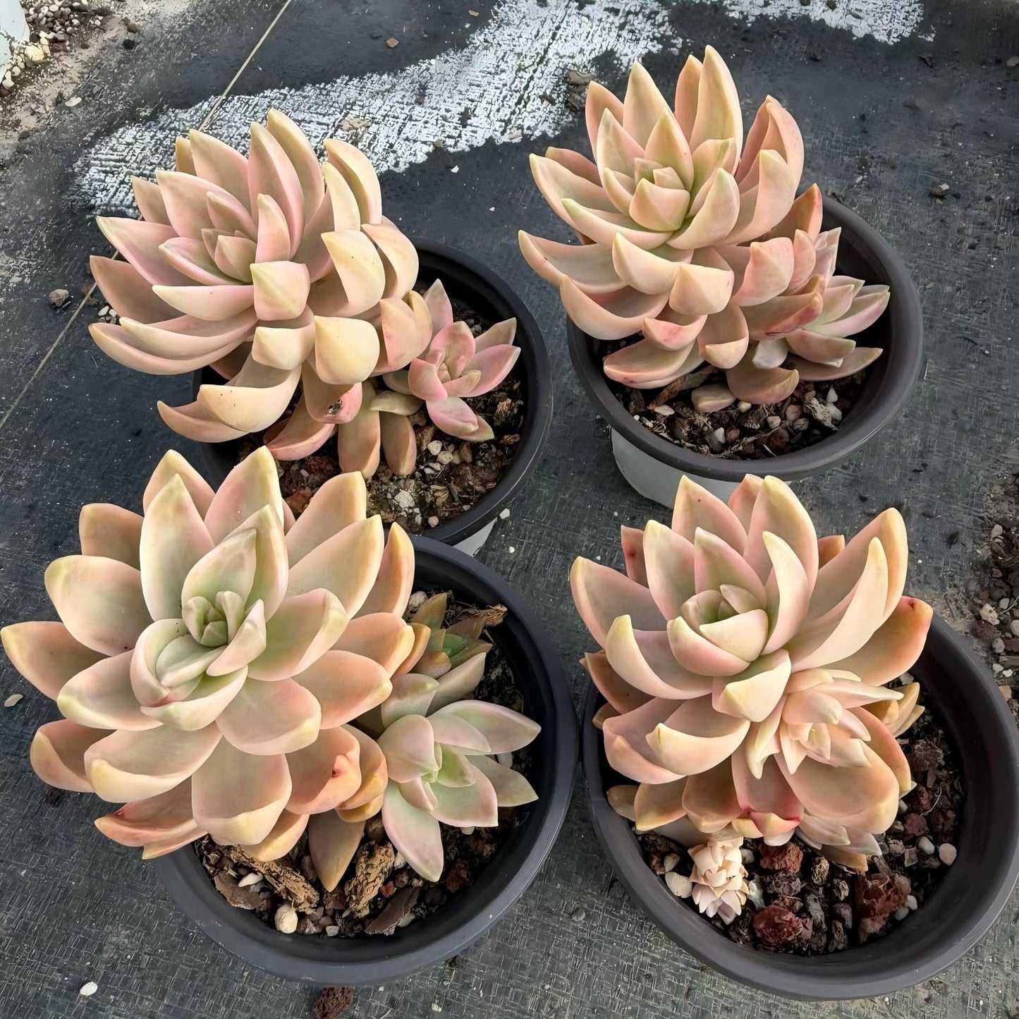 24805 Echeveria Pudding Variegated (9cm pot size)