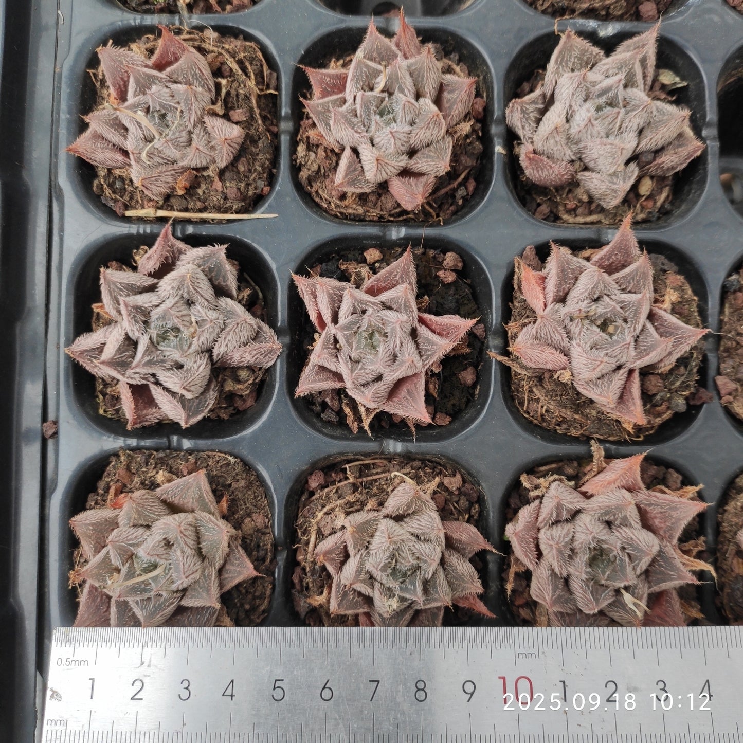 19060 Haworthia 'Shinsetsu Emaki' (3cm pot size)